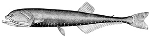 Gonostoma elongatum_claves.jpg